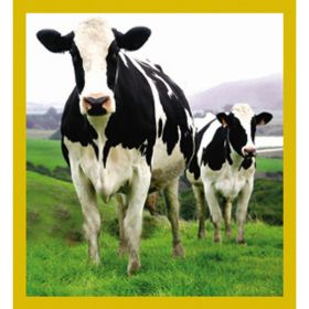 Holstein Cows - Magnetic Bookmark